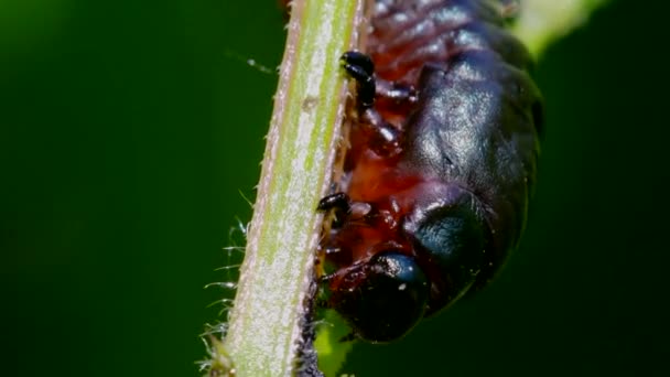 Larva Bloody Nosed Beetle Timarcha Goettingensis — Vídeos de Stock