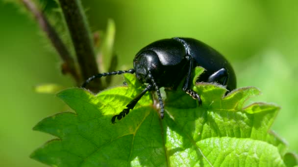 Escarabajo Ensangrentado Timarcha Goettingensis — Vídeos de Stock