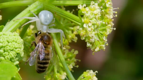 Predatore Preda Ragno Granchio Fiore Misumena Vatia Con Ape Miele — Video Stock