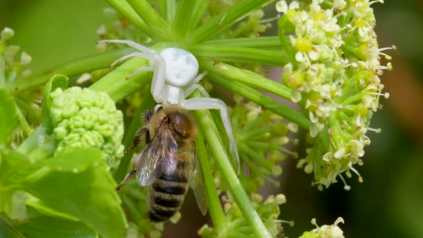 Raubtier Und Beute Blumenkrabbenspinne Misumena Vatia Mit Honigbiene Auf Einer — Stockvideo