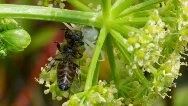 Raubtier Und Beute Blumenkrabbenspinne Misumena Vatia Mit Honigbiene Auf Einer — Stockvideo