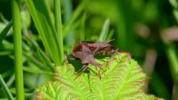 Bug Quai Bug Feuille Quai Coreus Marginatus Dans Copulation Temps — Video