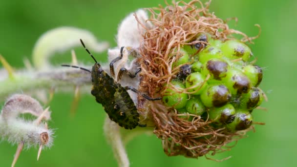 Floresta Shieldbug Red Legged Shieldbug Ninfa Pentatoma Rufipes Amora — Vídeo de Stock