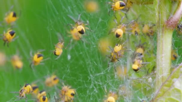 Bebé Del Jardín Europeo Spider Araneus Diadematus Nido — Vídeo de stock
