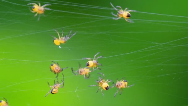 Baby European Garden Spider Araneus Diadematus Nest — Stock video