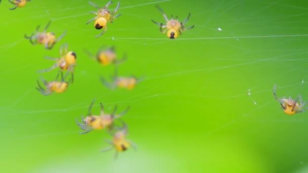 Bebê Aranha Jardim Europeu Araneus Diadematus Ninho — Vídeo de Stock