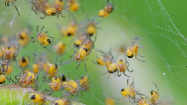거미의 Araneus Diadematus Nest — 비디오