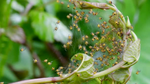 Baby European Garden Spider Araneus Diadematus Fészekben — Stock videók