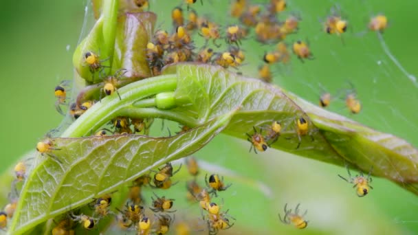 Детеныш Европейского Садового Паука Araneus Dibmatus Гнезде — стоковое видео