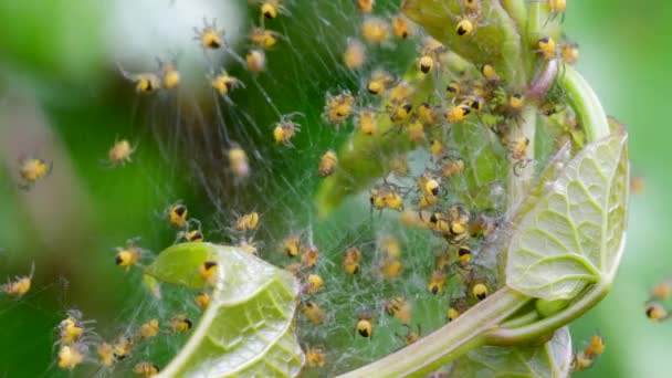 ヨーロッパの庭のクモの赤ちゃん 巣の中のAraneusのDiadematus — ストック動画