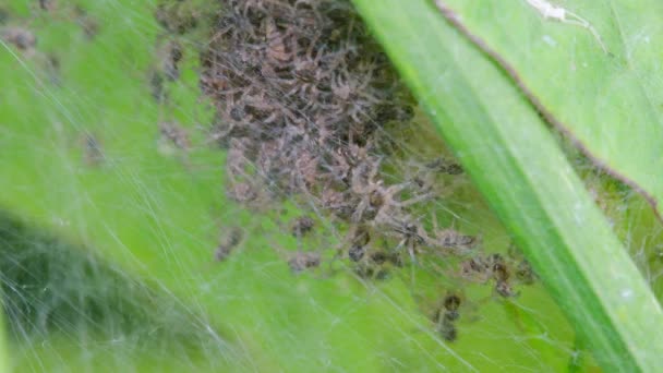 Baby Nursery Web Spider Pisaura Mirabilis Fészekben — Stock videók