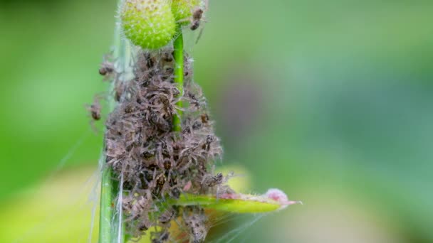 Baby Nursery Web Spider Pisaura Mirabilis Ninho — Vídeo de Stock