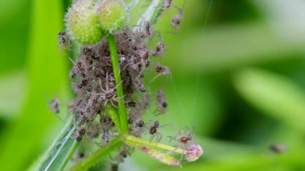 Baby Nursery Web Spider Pisaura Mirabilis Ninho — Vídeo de Stock