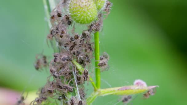 Baby Nursery Web Spider Pisaura Mirabilis Στη Φωλιά — Αρχείο Βίντεο