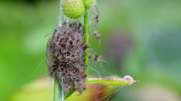 Baby Nursery Web Spider Pisaura Mirabilis Ninho — Vídeo de Stock