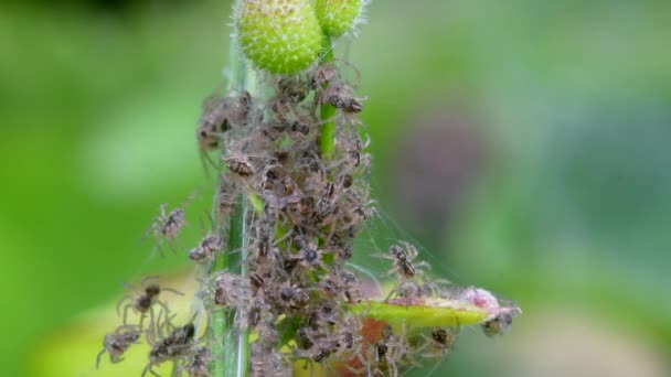 Baby Nursery Web Spider Pisaura Mirabilis Nido — Vídeo de stock