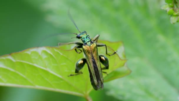 Escarabajo Muslos Hinchados Oedemera Nobilis Sobre Una Hoja Verde — Vídeo de stock
