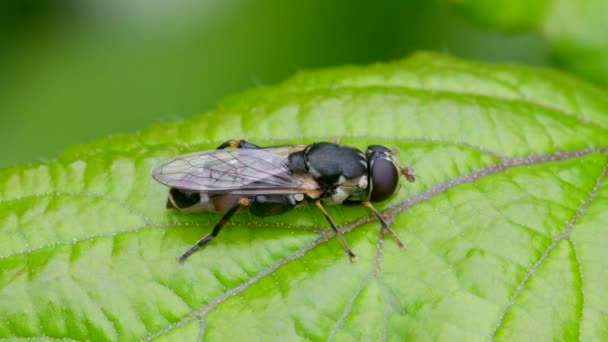 Hoverfly Grosso Legged Syritta Pipipiens Uma Folha Verde — Vídeo de Stock