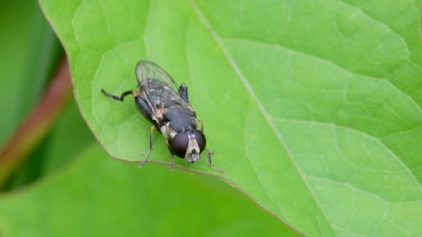 Hoverfly Tebal Berkaki Pipi Syritta Pada Daun Hijau — Stok Video