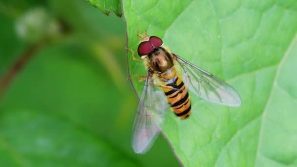 Marmalade Hoverfly Episyrphus Balteatus — 비디오