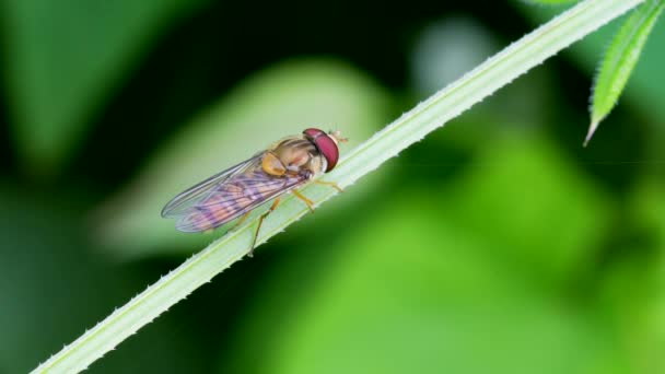 Marmalade Hoverfly Episyrphus Balteatus — 비디오