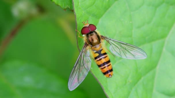 Marmalade Hoverfly Episyrphus Balteatus — Stok Video