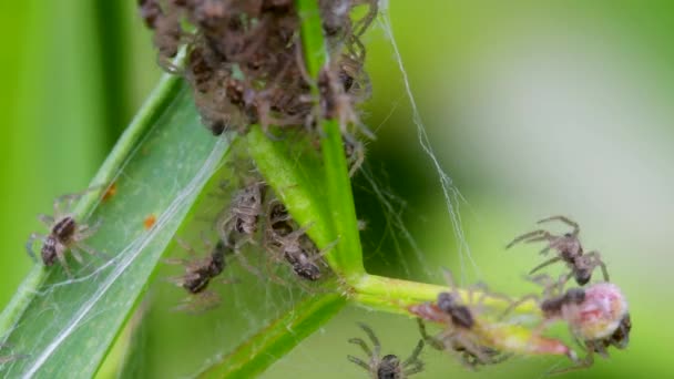 Baby Nursery Web Spider Pisaura Mirabilis Ninho — Vídeo de Stock