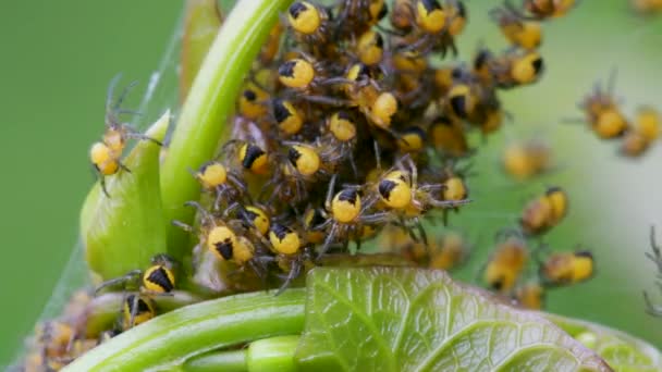 Escarabajo Muslos Hinchados Oedemera Nobilis Sobre Una Hoja Verde — Vídeo de stock