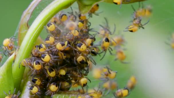 Dziecko Europejskiego Pająka Ogrodowego Araneus Diadematus Gnieździe — Wideo stockowe