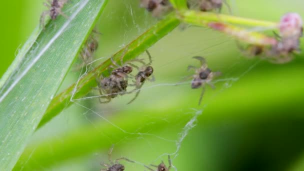 保育園のWebスパイダーの赤ちゃん 巣の中のピサウラの奇跡 — ストック動画