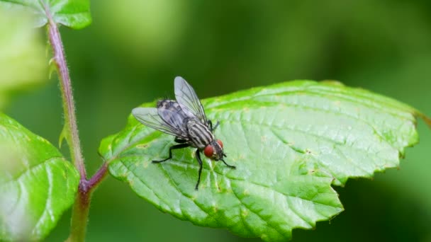 Flesh Fly Flesh Flies Sarcophaga Yeşil Bir Yaprak Üzerinde — Stok video