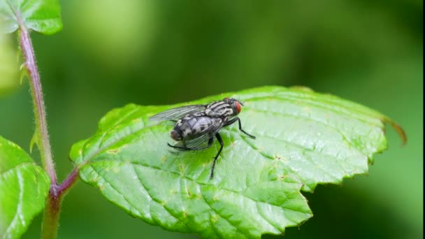 Flesh Fly Flesh Flies Sarcophaga Green Leaf — Stock Video