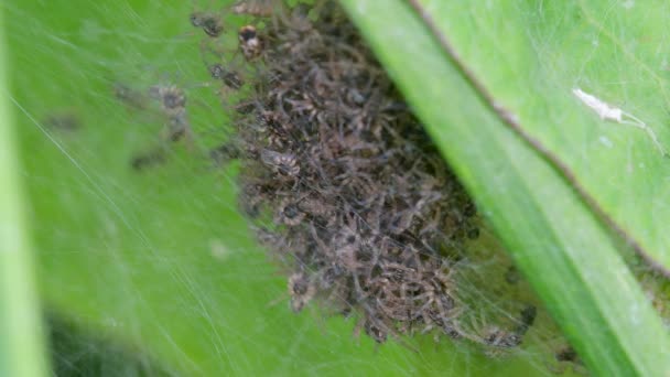 Baby Nursery Web Spider Pisaura Mirabilis Ninho — Vídeo de Stock