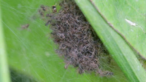 Baby Nursery Web Spider Pisaura Mirabilis Ninho — Vídeo de Stock