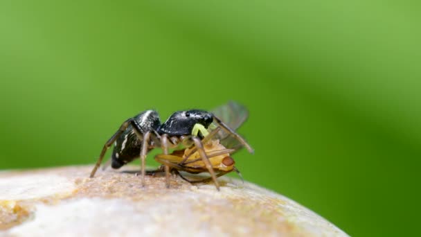 Predator Prey Mujer Cobre Sun Jumper Copper Sun Jumper Jumping — Vídeos de Stock