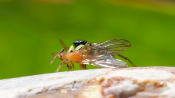 Ragadozó Zsákmány Réznapugró Vagy Réznapugró Nőstény Ugrópók Heliophanus Cupreus — Stock videók