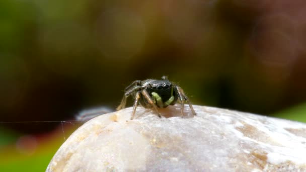 Vrouw Van Copper Sun Jumper Copper Sun Jumper Jumping Spider — Stockvideo