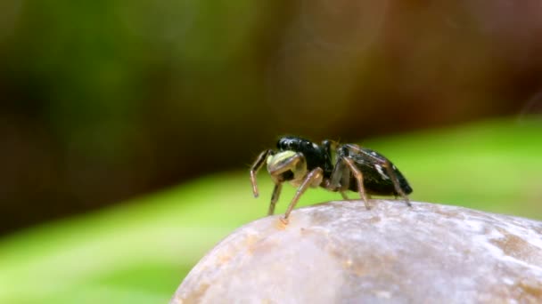 Feminino Cobre Sun Jumper Cobre Sun Jumper Jumping Spider Heliophanus — Vídeo de Stock