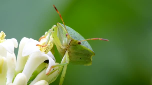 Bug Scudo Verde Shieldbug Verde Comune Palomena Prasina Fiore Bianco — Video Stock