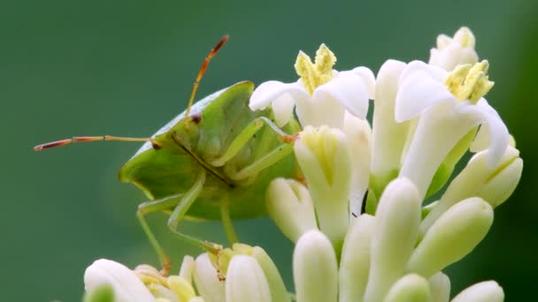 Bug Bouclier Vert Punaise Bouclier Vert Commun Palomena Prasina Sur — Video