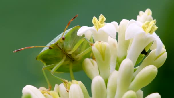 Bug Scudo Verde Shieldbug Verde Comune Palomena Prasina Fiore Bianco — Video Stock