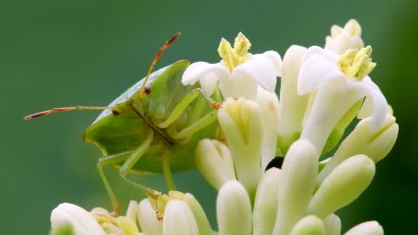Bug Scudo Verde Shieldbug Verde Comune Palomena Prasina Fiore Bianco — Video Stock