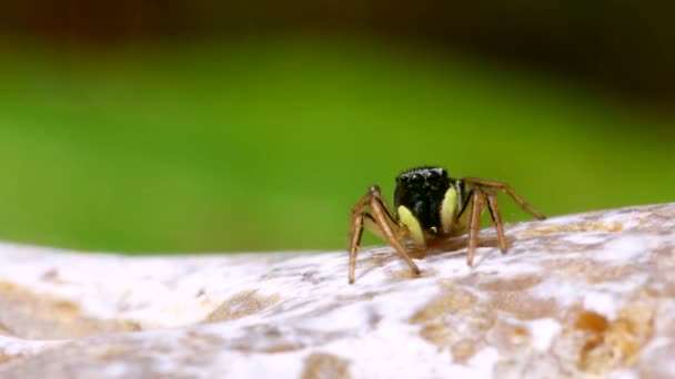 Самка Медного Прыгуна Солнца Медный Прыгун Солнца Прыгающий Паук Heliophanus — стоковое видео