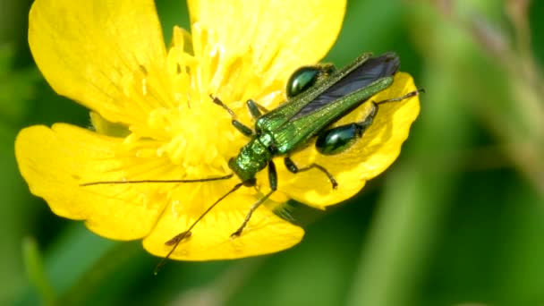 Escarabajo Muslos Hinchados Oedemera Nobilis Sobre Una Flor Amarilla — Vídeos de Stock