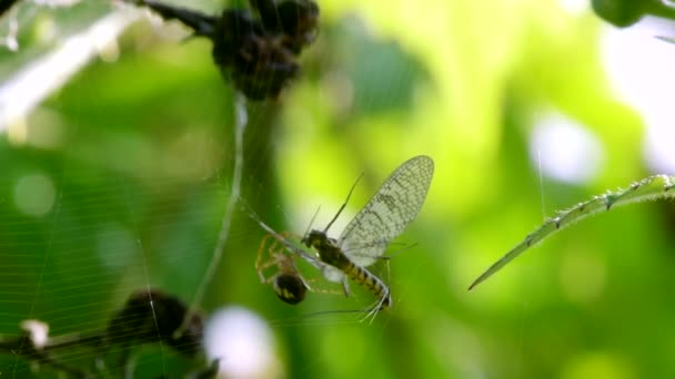 Predator Prey Common Orb Web Spiders Metellina — Vídeos de Stock
