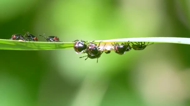 Vanliga Gröna Shieldbug Nymph Och Ägg Gröna Shieldbug Gröna Shield — Stockvideo