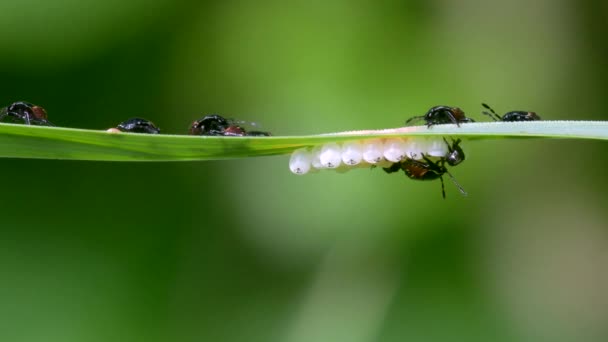 Bouclier Vert Commun Nymphe Œufs Bouclier Vert Bouclier Vert Bug — Video