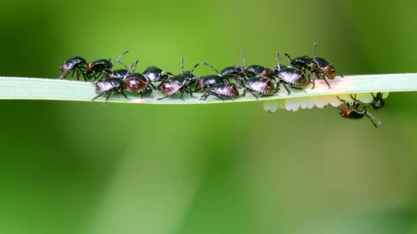 Gewone Groene Schildwants Nymph Eggs Groene Schildwants Groene Schildwants Palomena — Stockvideo