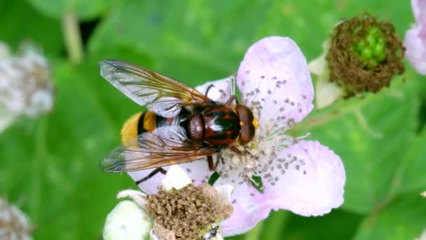 Hornet Hoverfly Volucella Zonaria Flower Blackberry — 비디오