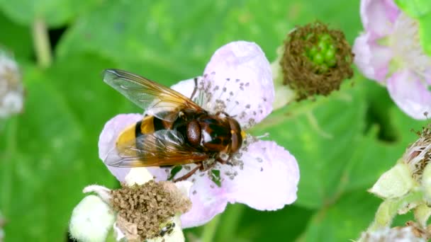 Hornet Hoverfly Volucella Zonariaブラックベリーの花 — ストック動画